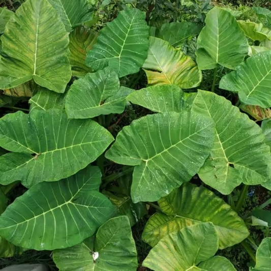 PATRA LEAF