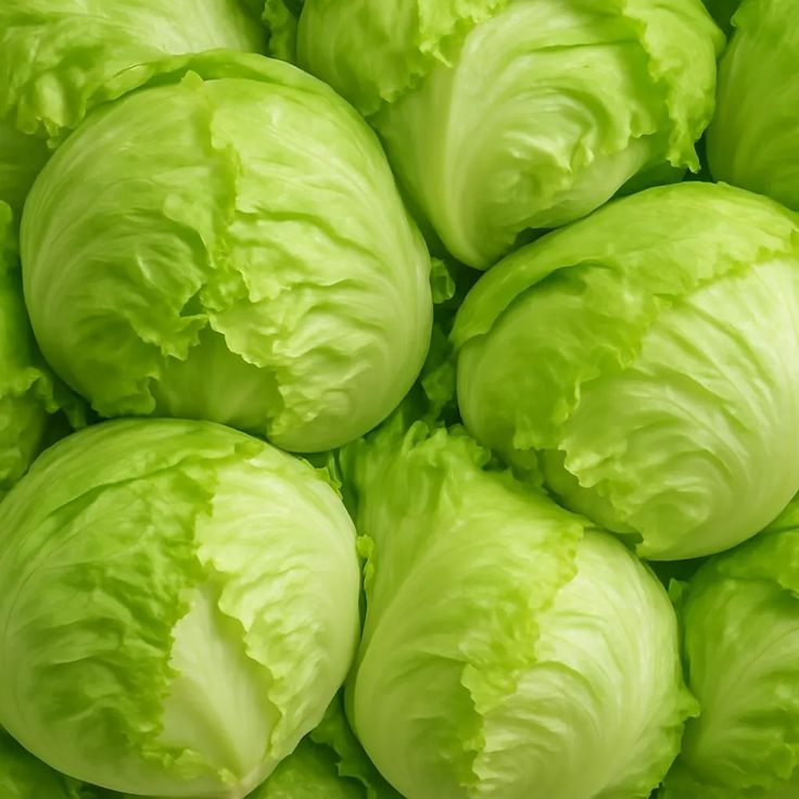 Iceberg Lettuce