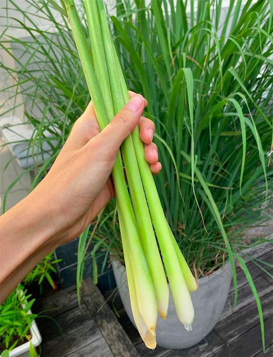 Lemongrass
