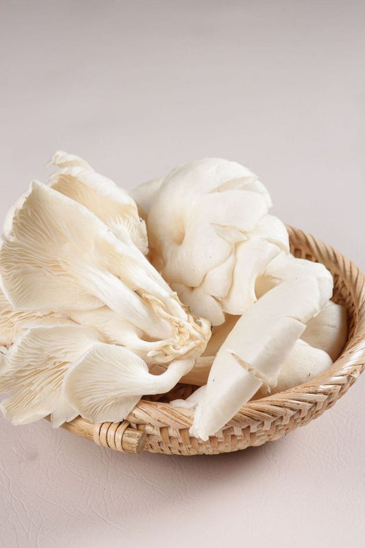OYSTER MUSHROOM