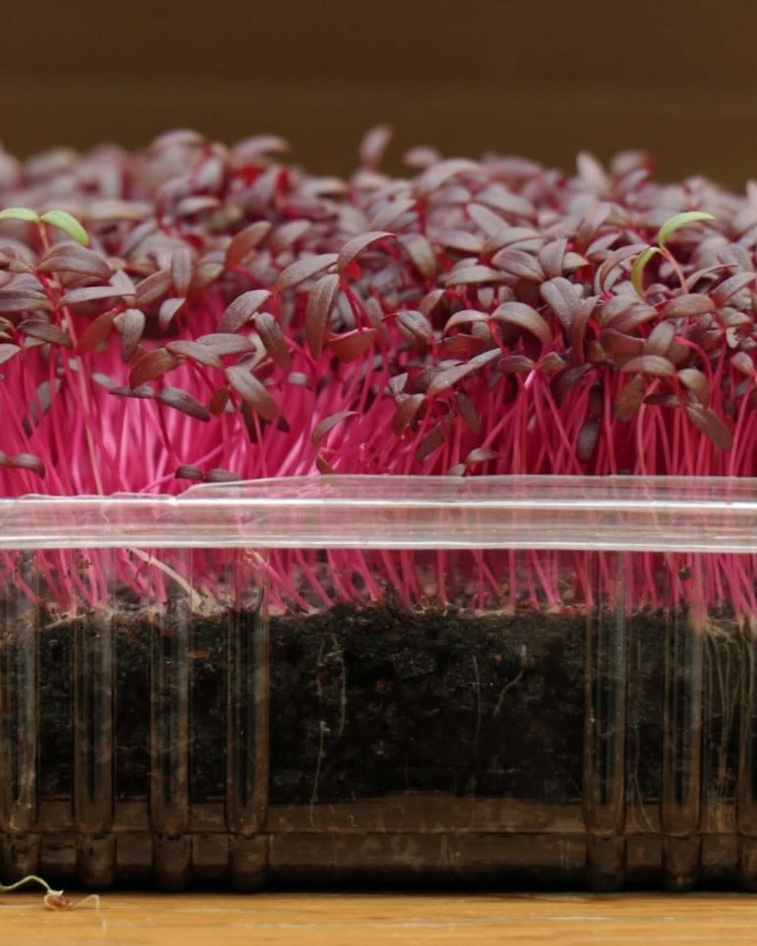Red Amaranthus Microgreen