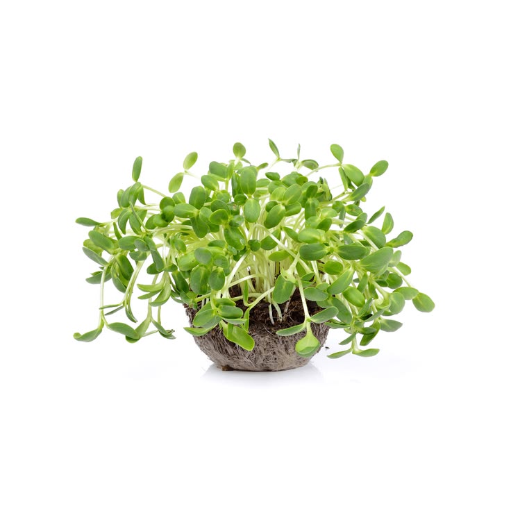 Sunflower Microgreens