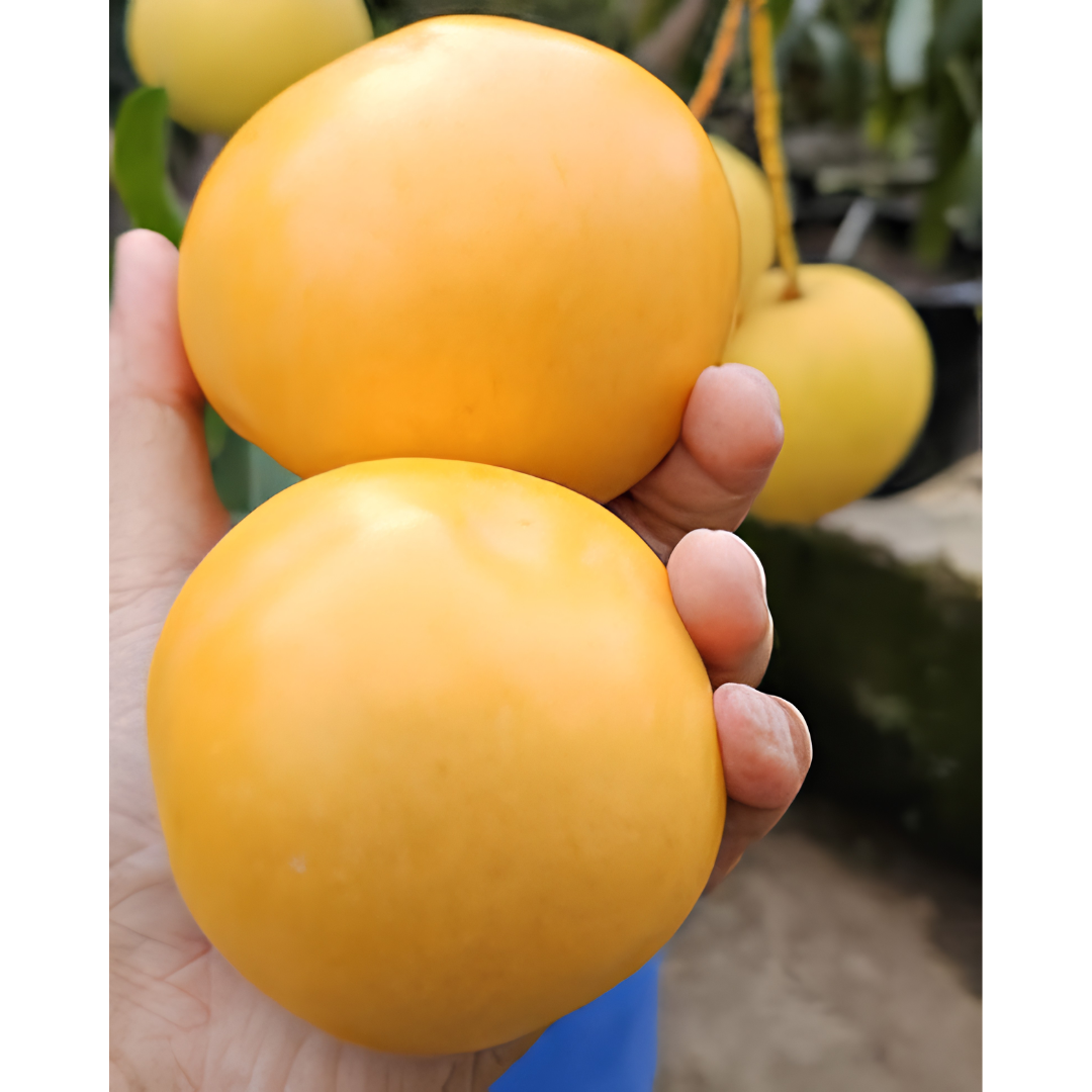 Rumani Mango