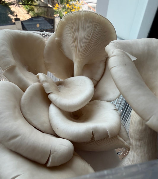 Elm Oyster Mushroom