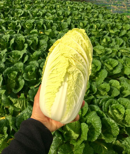 Chinese Cabbage