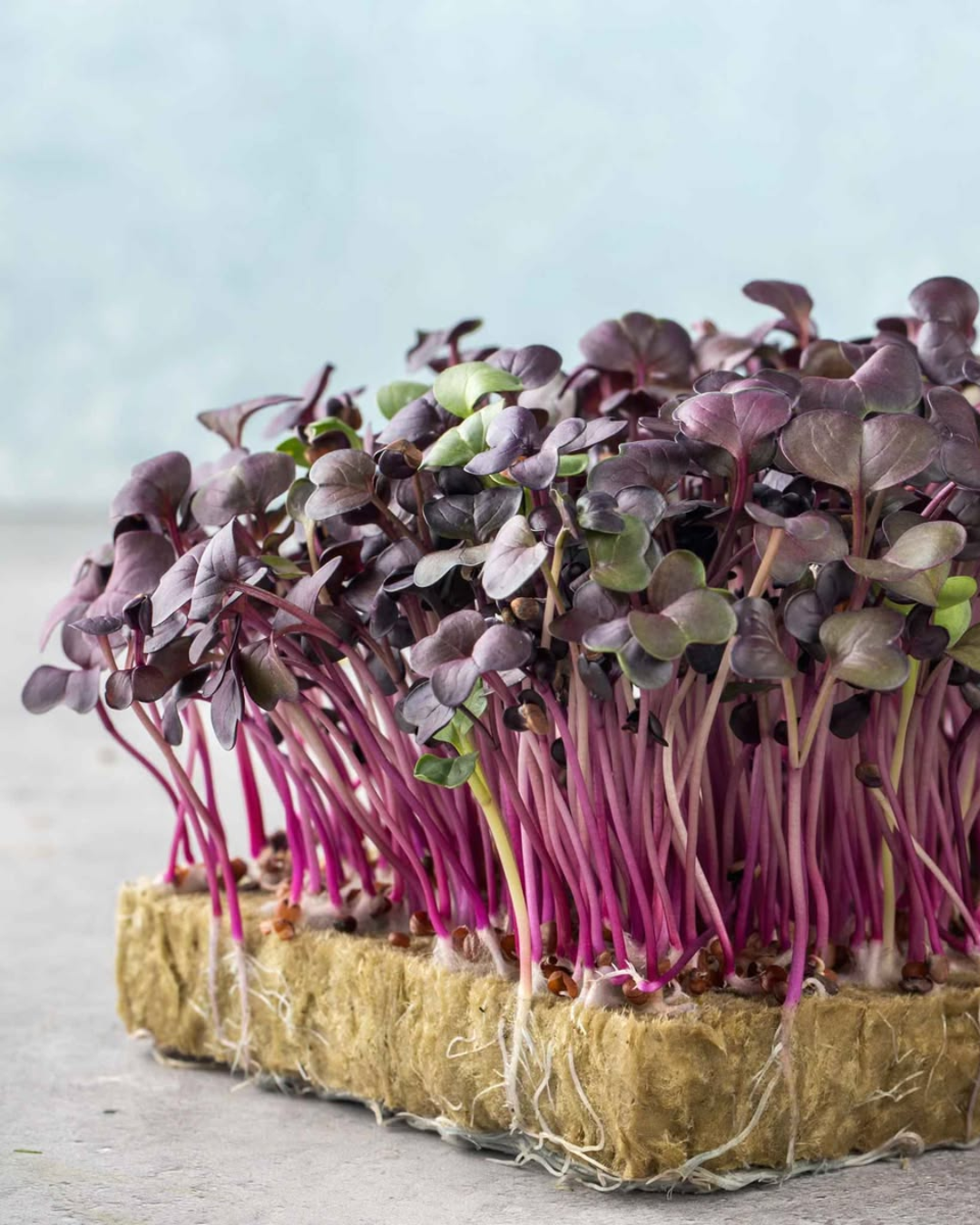 Purple Radish Microgreens