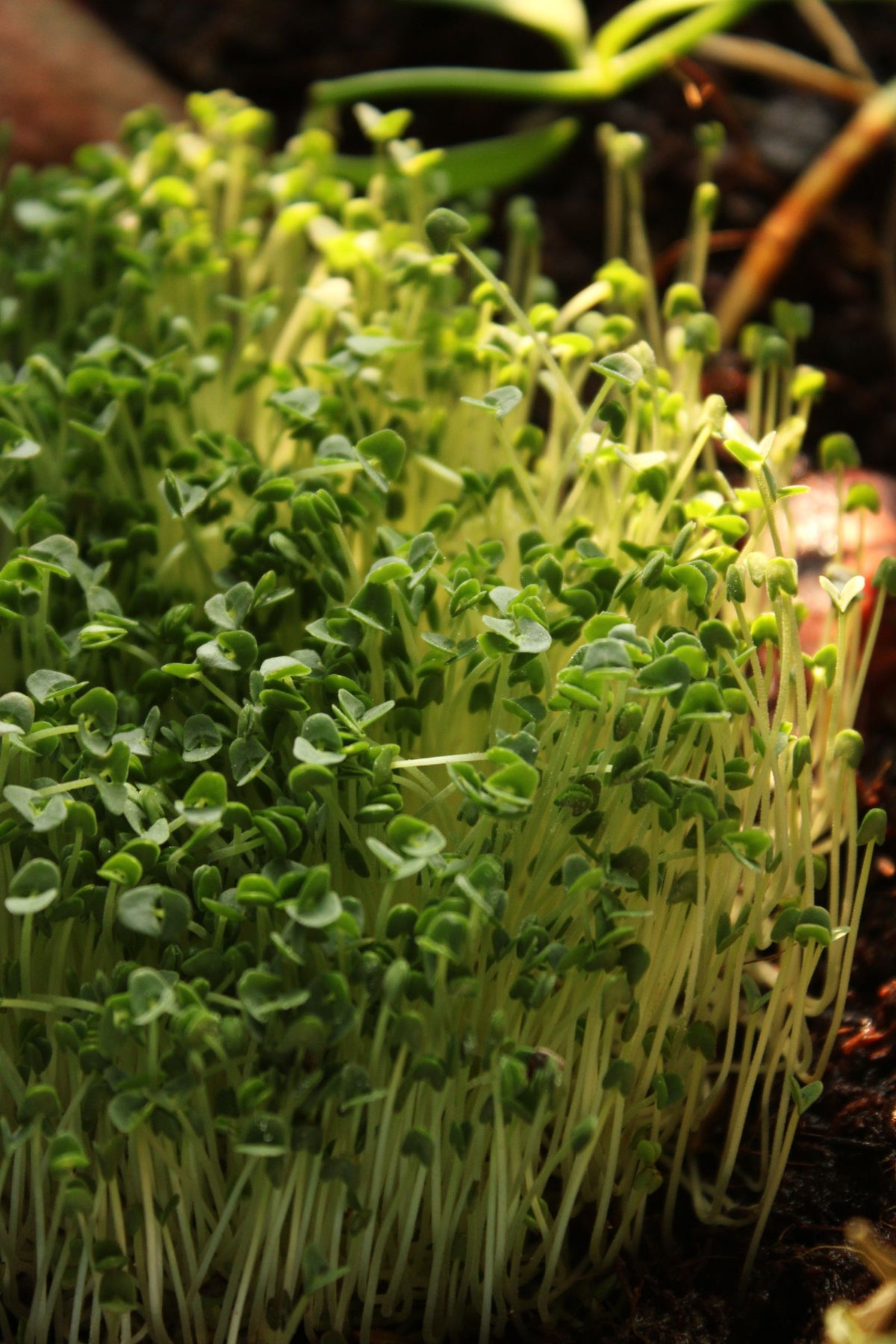 White Radish Microgreens