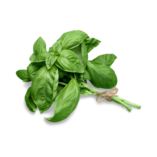 ITALIAN BASIL