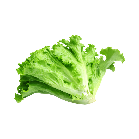 GREEN LOLLO LETTUCE