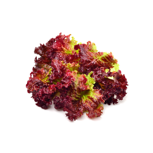 RED LOLLO LETTUCE