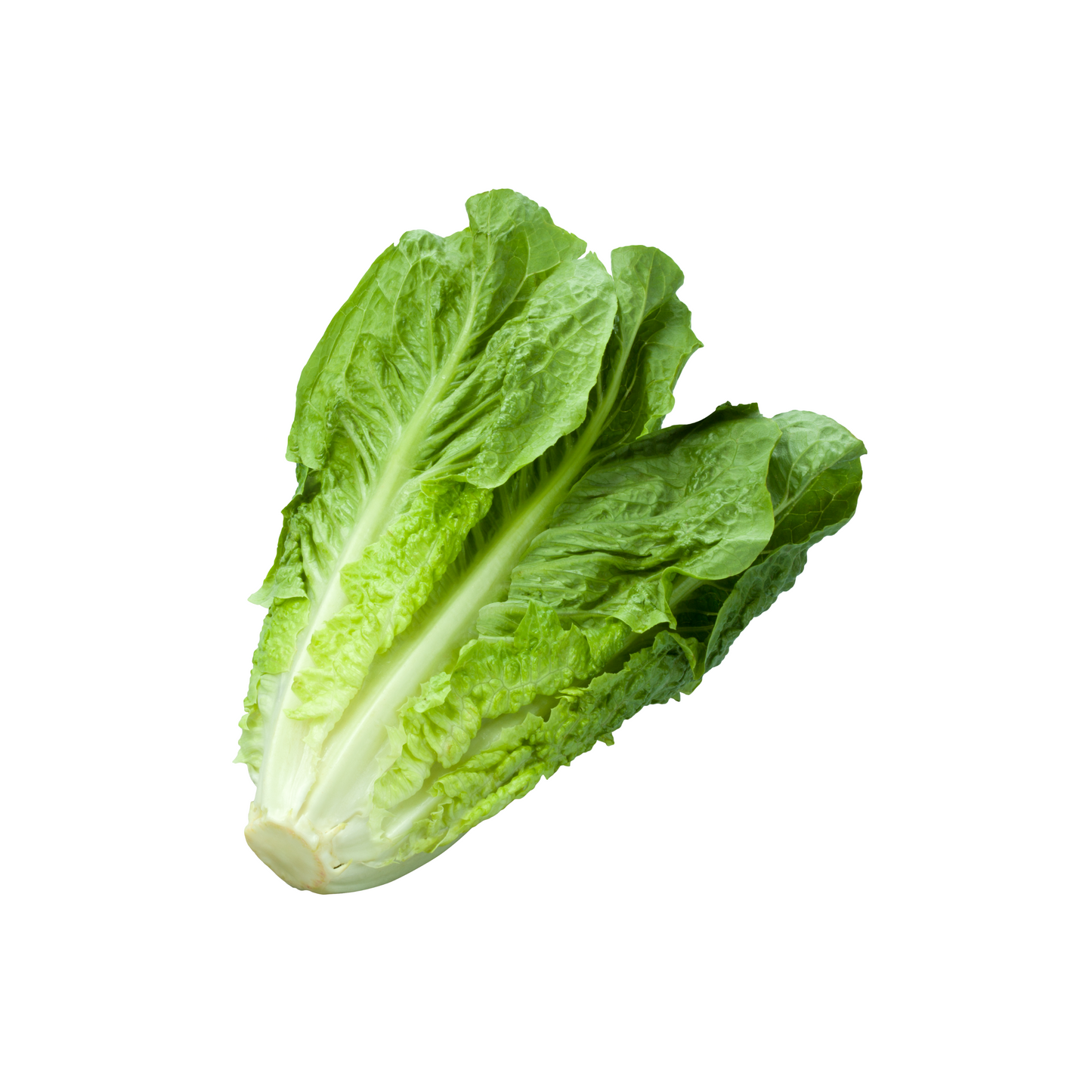 ROMAINE LETTUCE