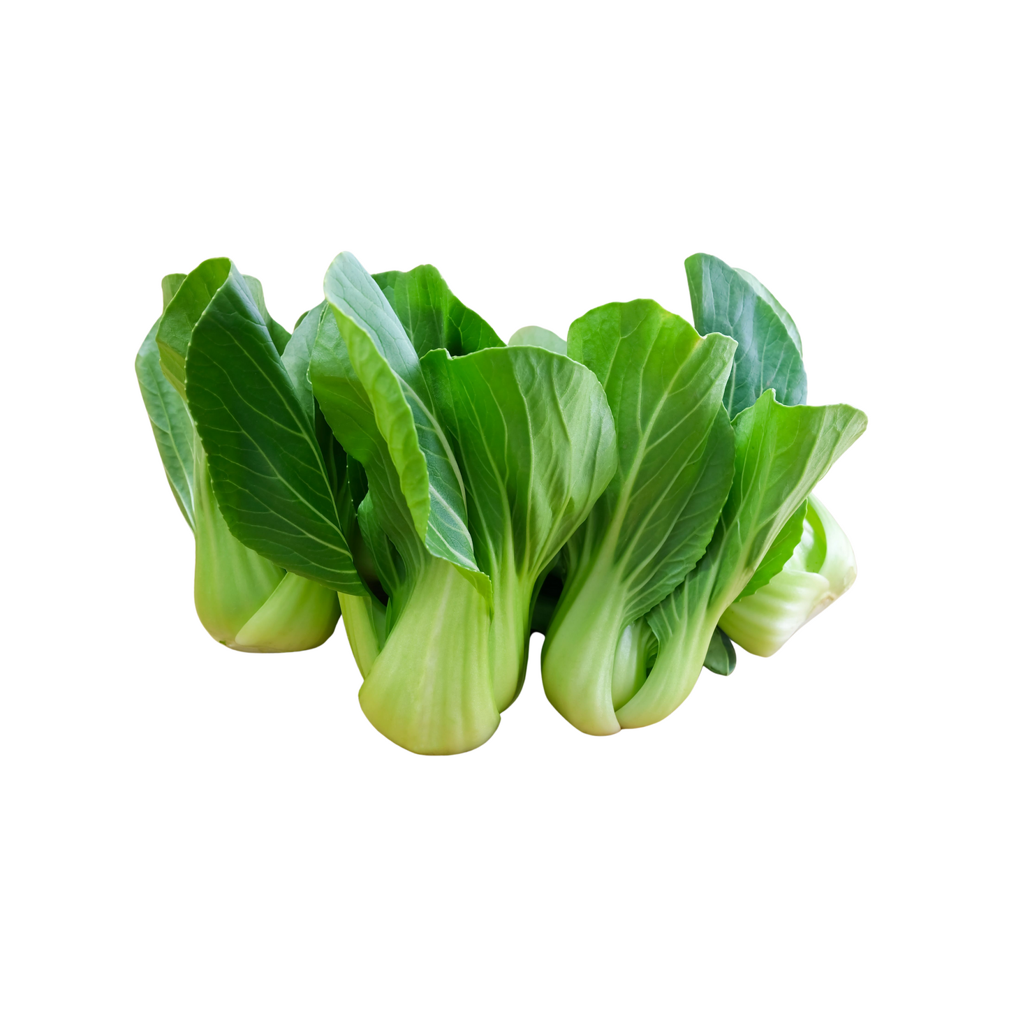 BOK CHOY