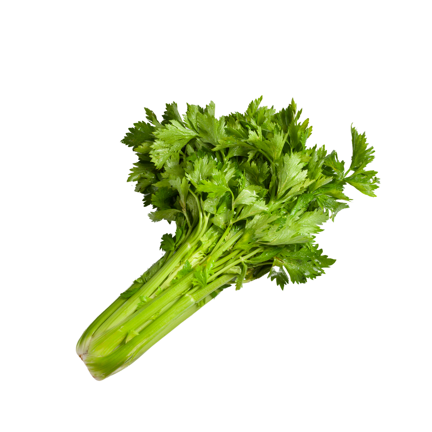 CELERY