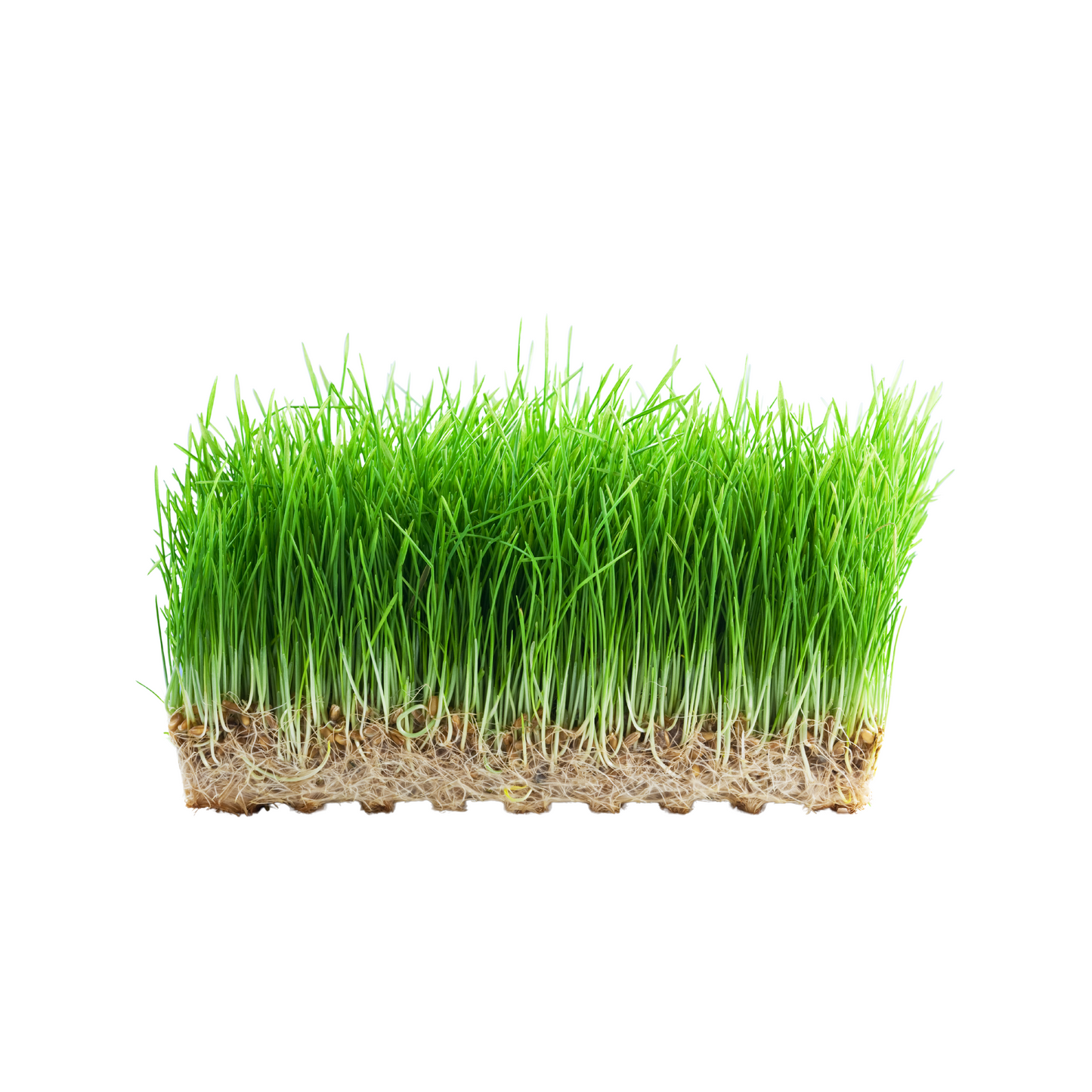 WHEAT GRASS