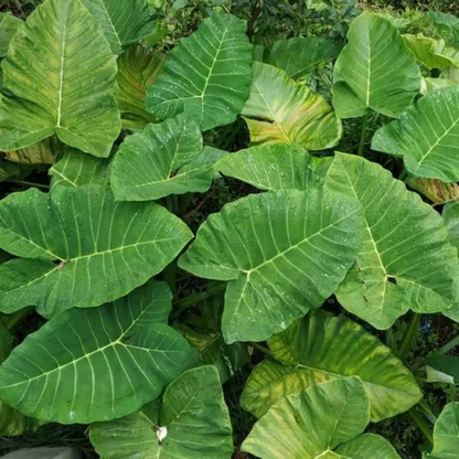 PATRA LEAF