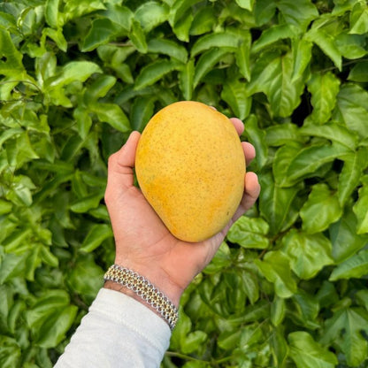 BANGANAPALLI MANGO