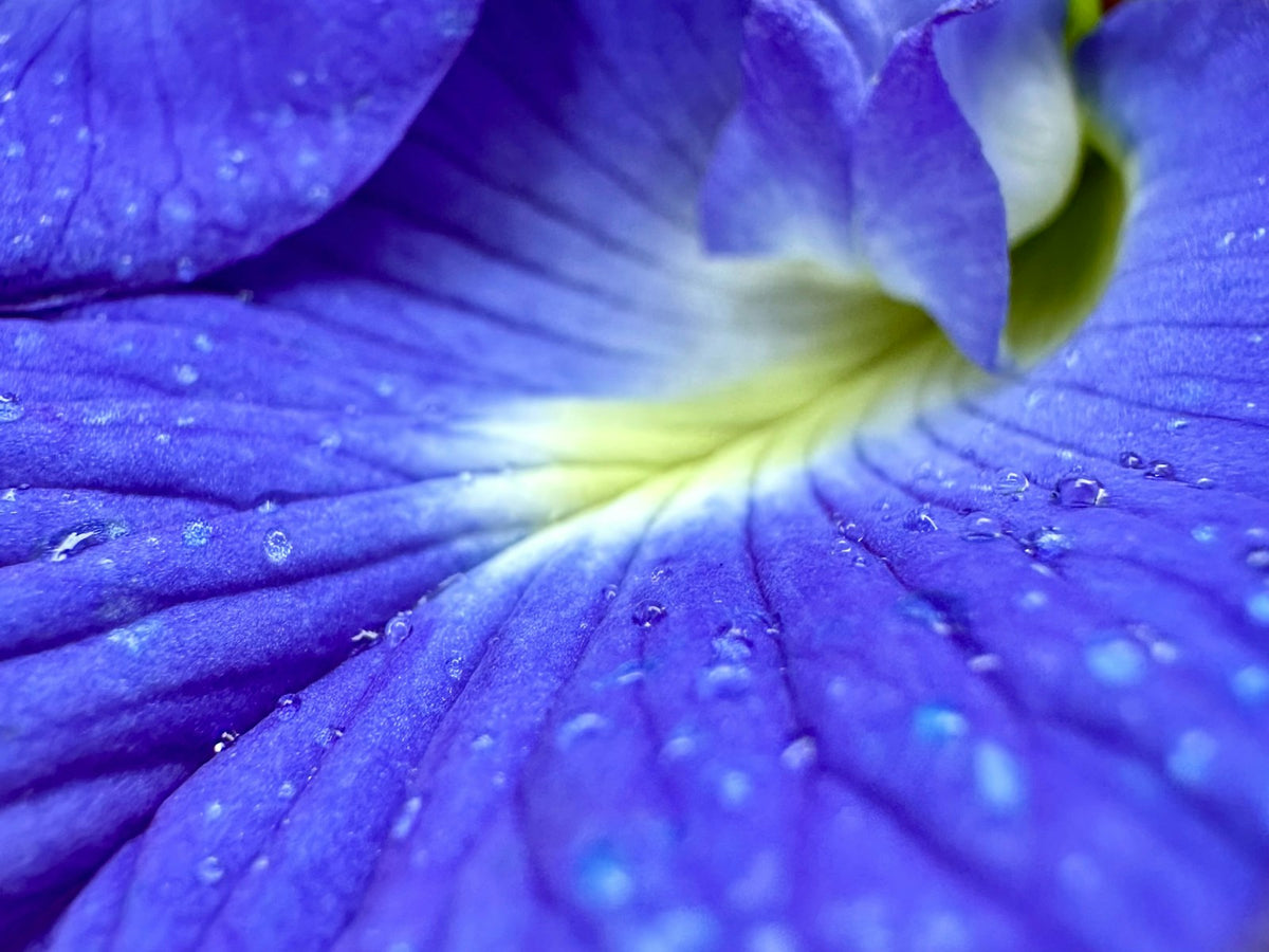 Blue Flower