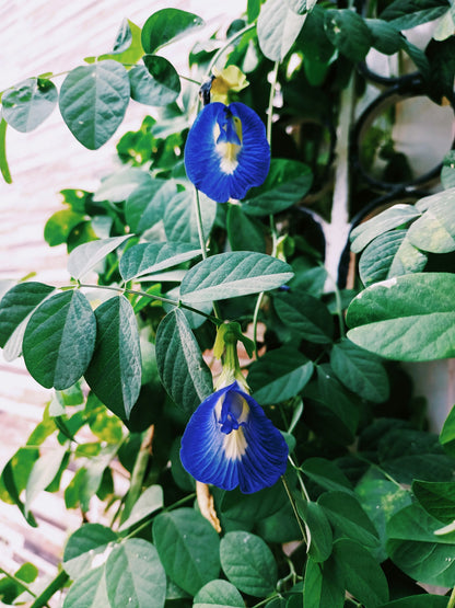 Blue Flower