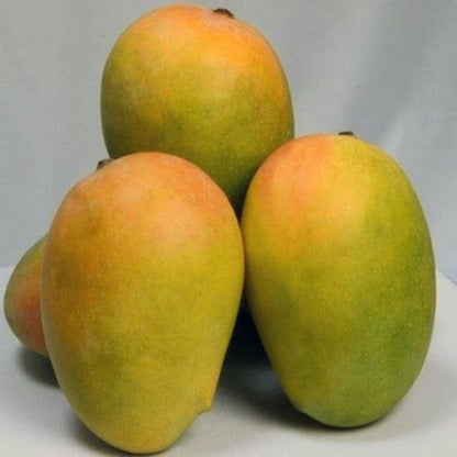 KESAR MANGO