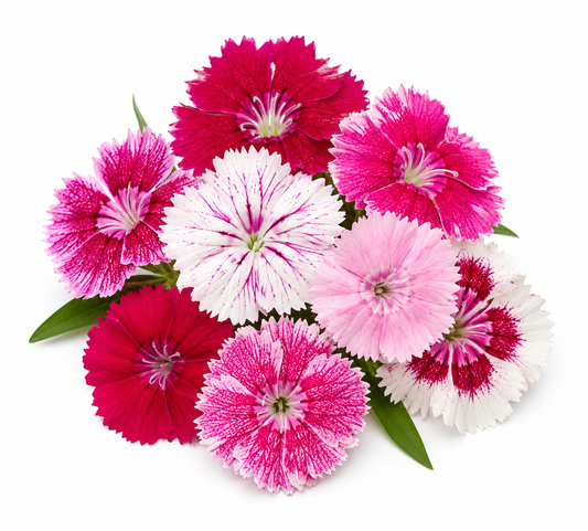 Edible Flower