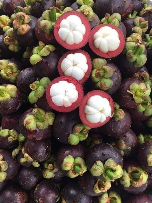 MANGOSTEEN
