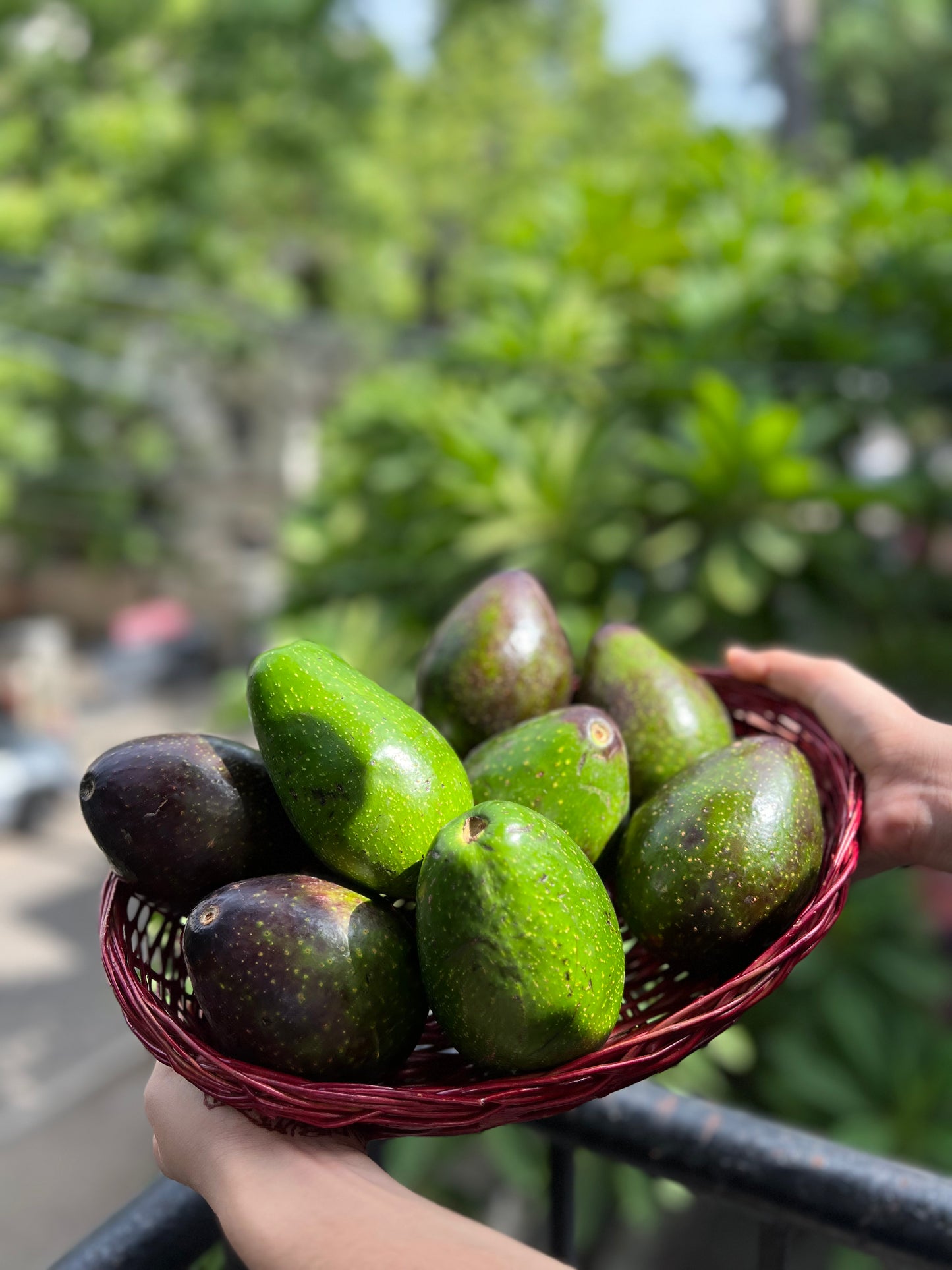 Indian Avocado