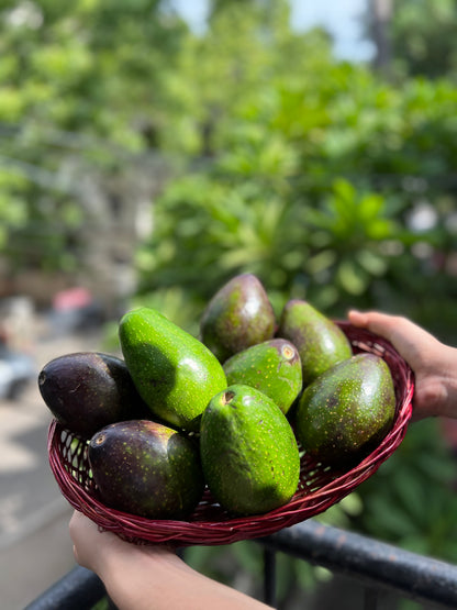 Indian Avocado