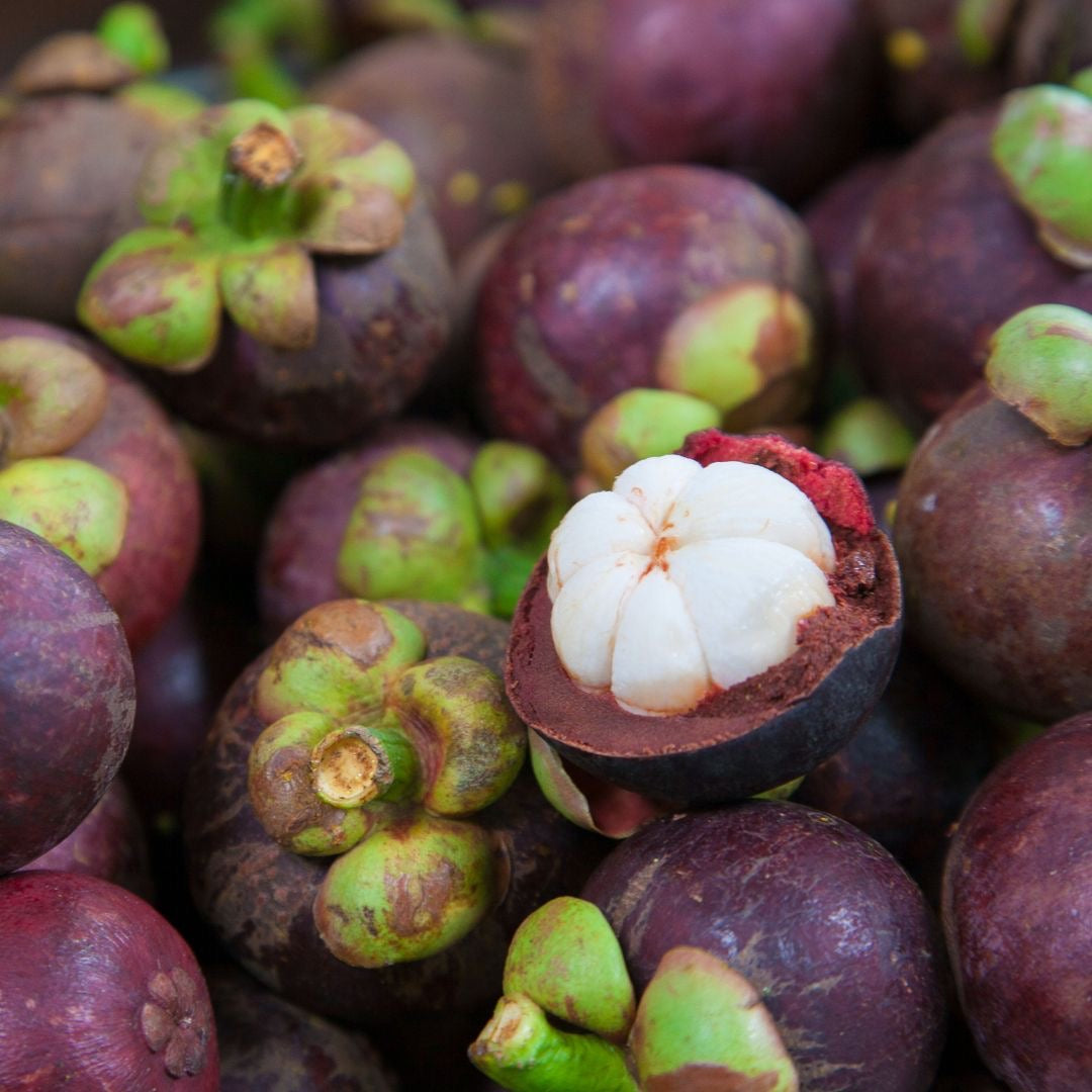 MANGOSTEEN
