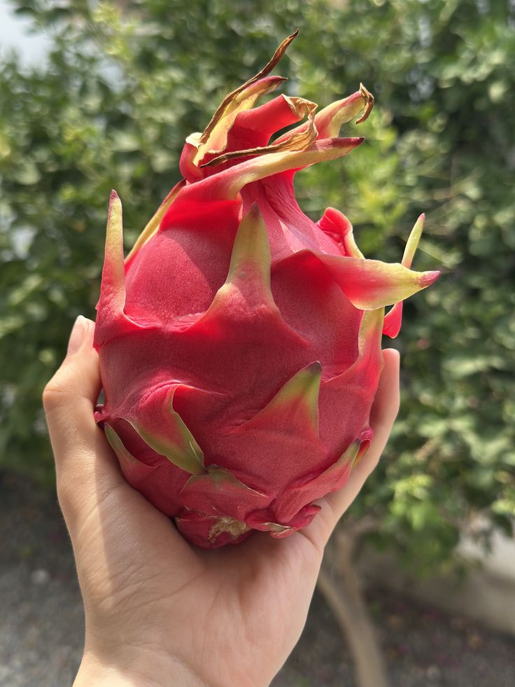 DRAGON FRUIT