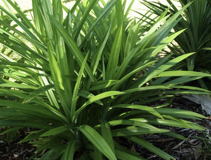 Pandan Leaves
