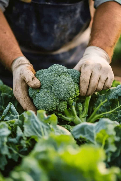 Broccoli