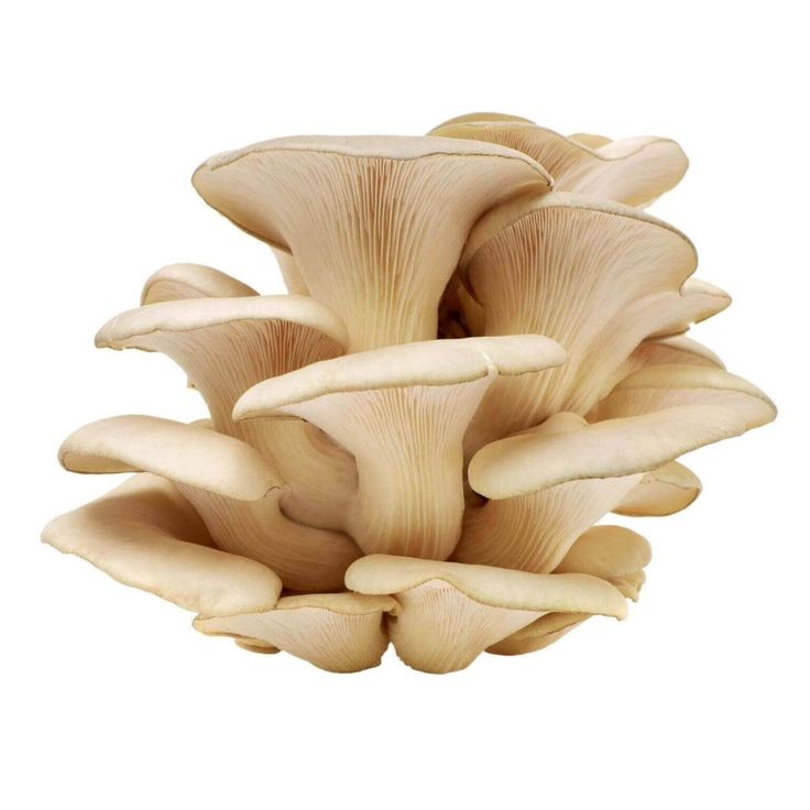 OYSTER MUSHROOM