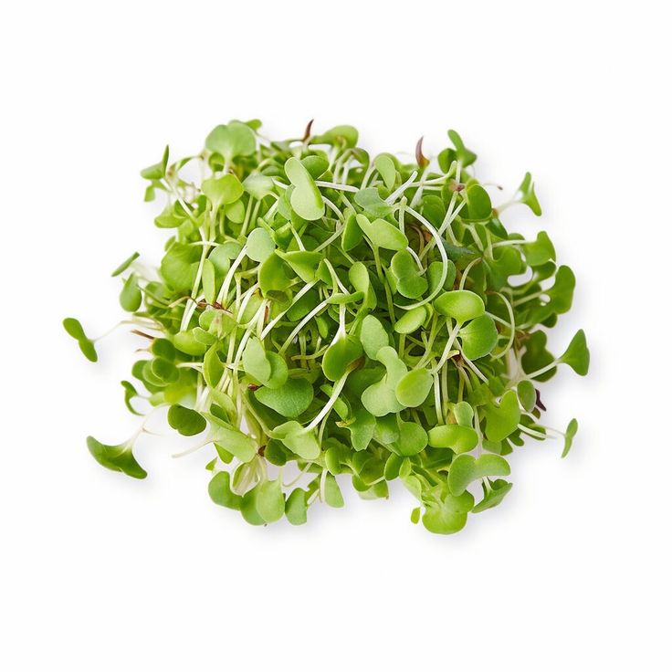 Mustard Microgreens