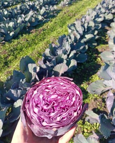 Red Cabbage