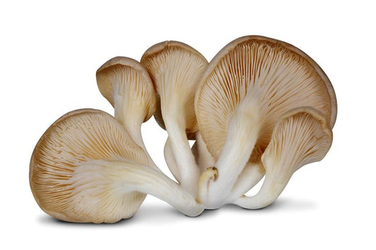 Elm Oyster Mushroom