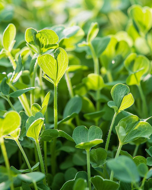 Pea Shoot Microgreens