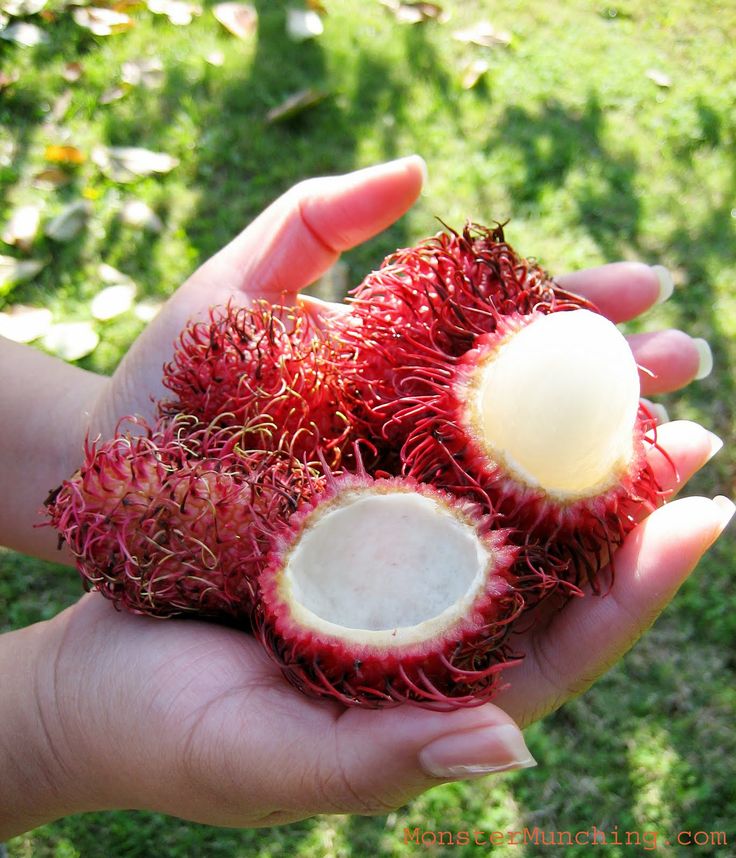 RAMBUTAN
