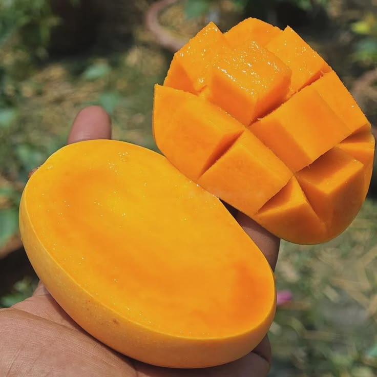 KESAR MANGO