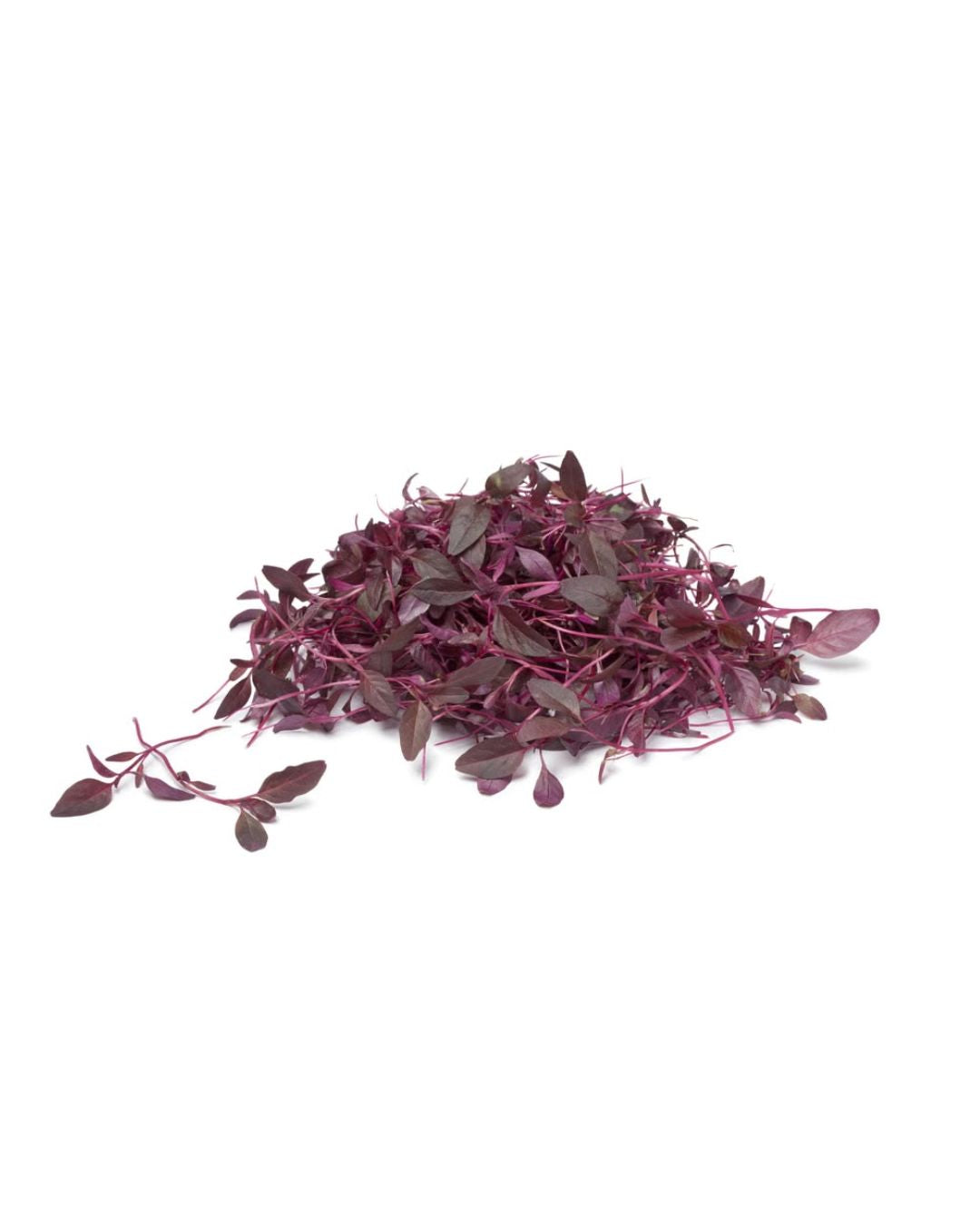 Red Amaranthus Microgreen