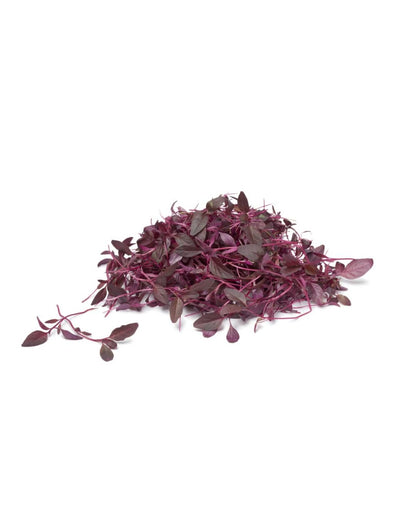 Red Amaranthus Microgreen