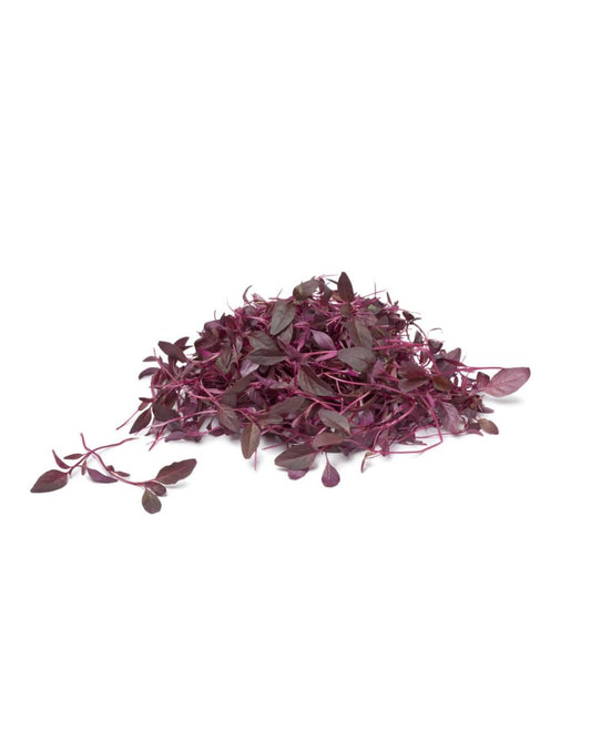 Red Amaranthus Microgreen