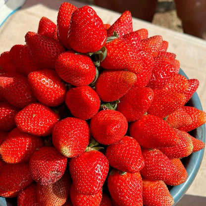 Mahabaleswar Strawberry
