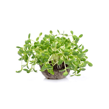Sunflower Microgreens