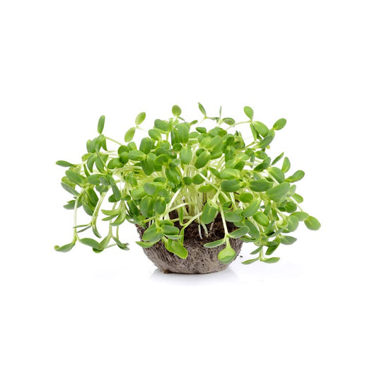Sunflower Microgreens