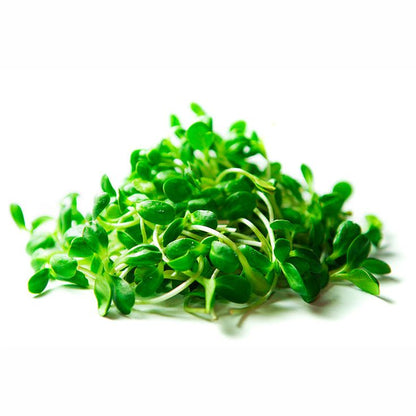 Sunflower Microgreens
