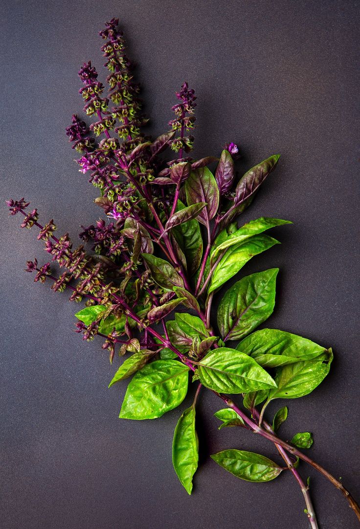THAI BASIL