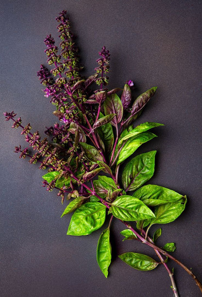 THAI BASIL