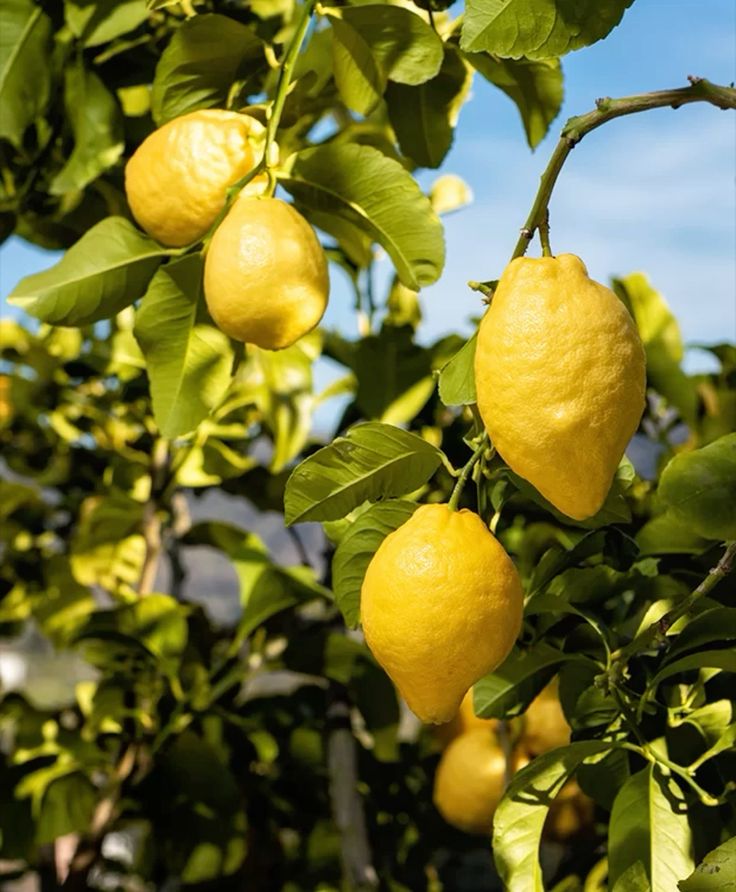 Italian Lemon