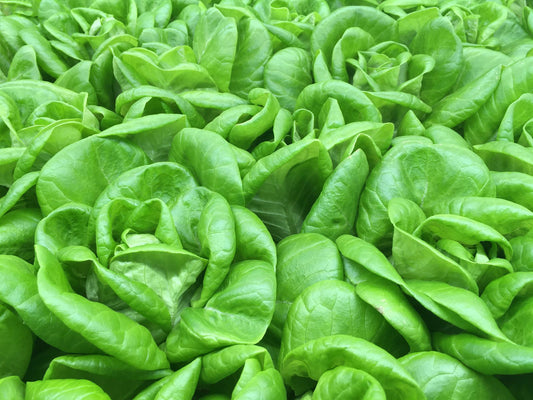 Classic Salad Box from Freshbliss