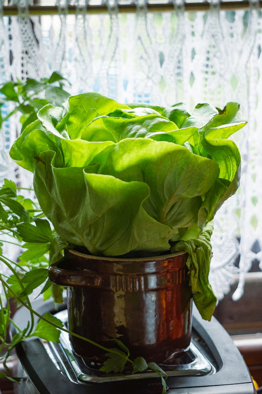 Butterhead Lettuce